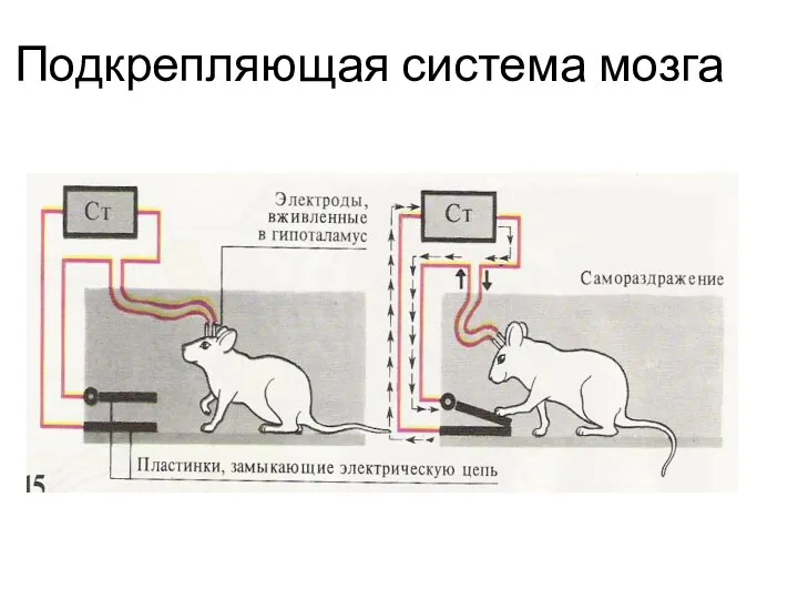 Подкрепляющая система мозга