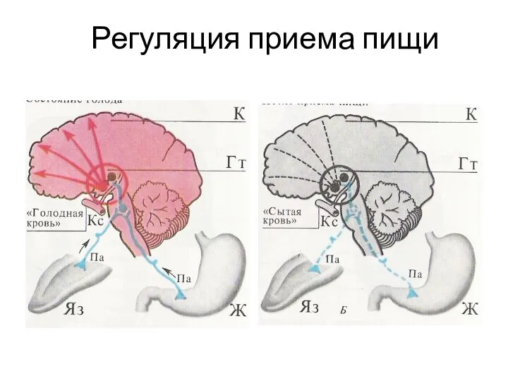 Регуляция приема пищи