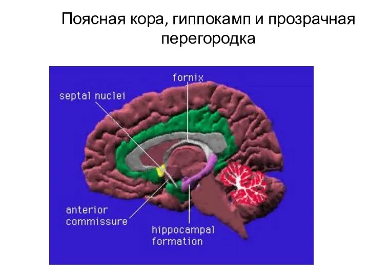 Поясная кора, гиппокамп и прозрачная перегородка