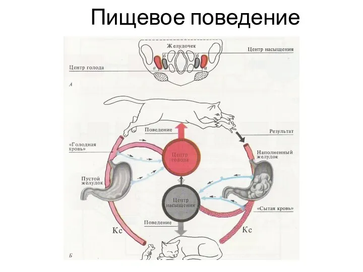 Пищевое поведение