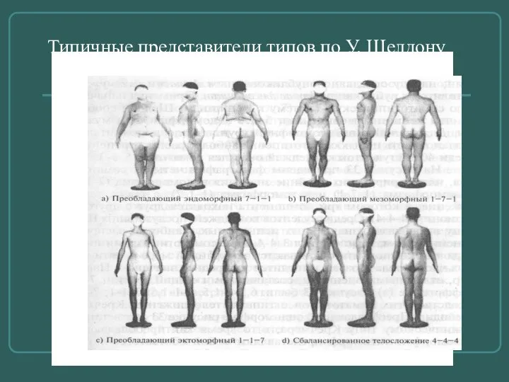 Типичные представители типов по У. Шелдону