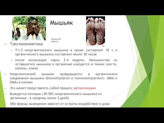 Мышьяк Токсикокинетика T1/2 неорганического мышьяка в крови составляет 10 ч и