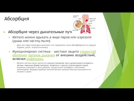 Aбсорбция Абсорбция через дыхательные пути Металл можно вдыхать в виде паров