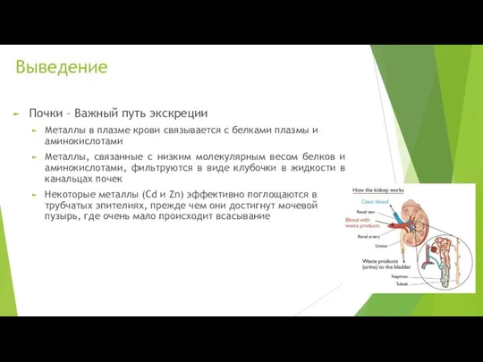 Выведение Почки – Важный путь экскреции Металлы в плазме крови связывается