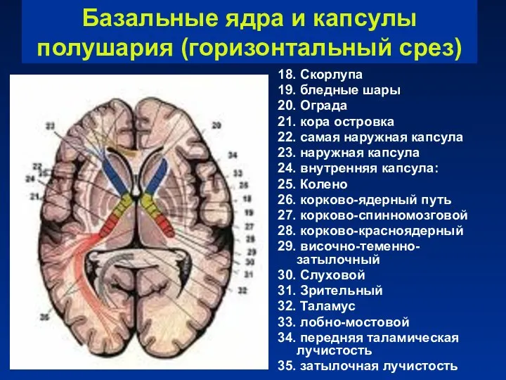 Базальные ядра и капсулы полушария (горизонтальный срез) 18. Скорлупа 19. бледные