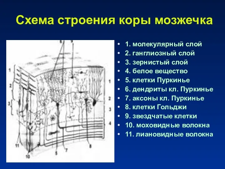 Схема строения коры мозжечка 1. молекулярный слой 2. ганглиозный слой 3.