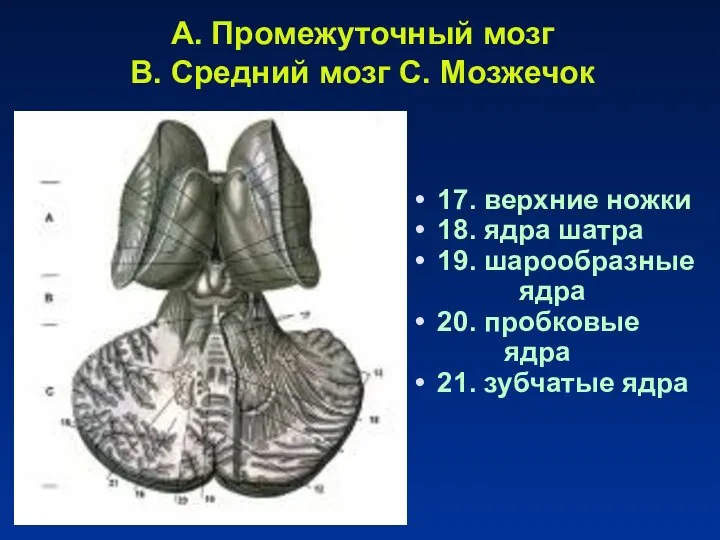 A. Промежуточный мозг B. Средний мозг C. Мозжечок 17. верхние ножки