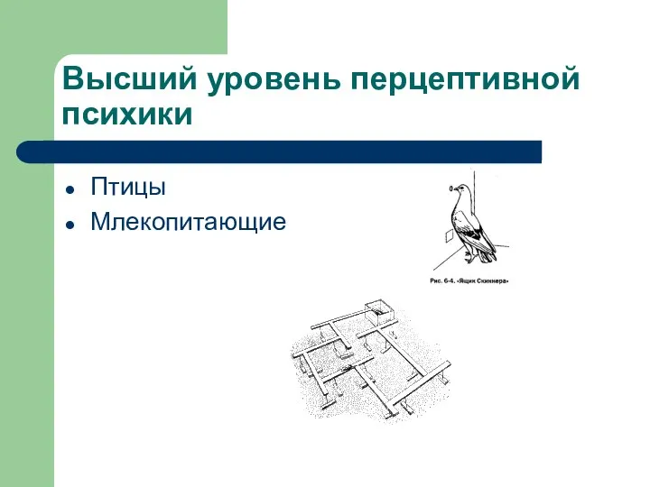 Высший уровень перцептивной психики Птицы Млекопитающие