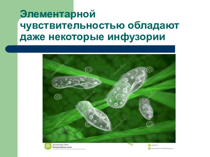 Элементарной чувствительностью обладают даже некоторые инфузории