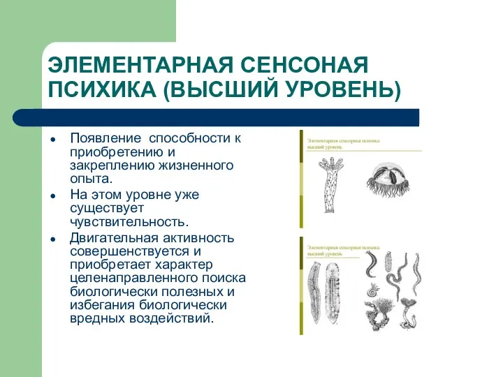 ЭЛЕМЕНТАРНАЯ СЕНСОНАЯ ПСИХИКА (ВЫСШИЙ УРОВЕНЬ) Появление способности к приобретению и закреплению