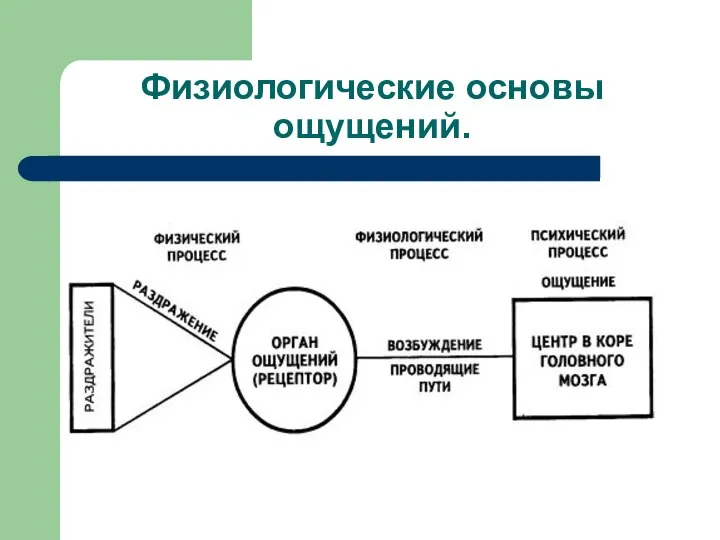 Физиологические основы ощущений.