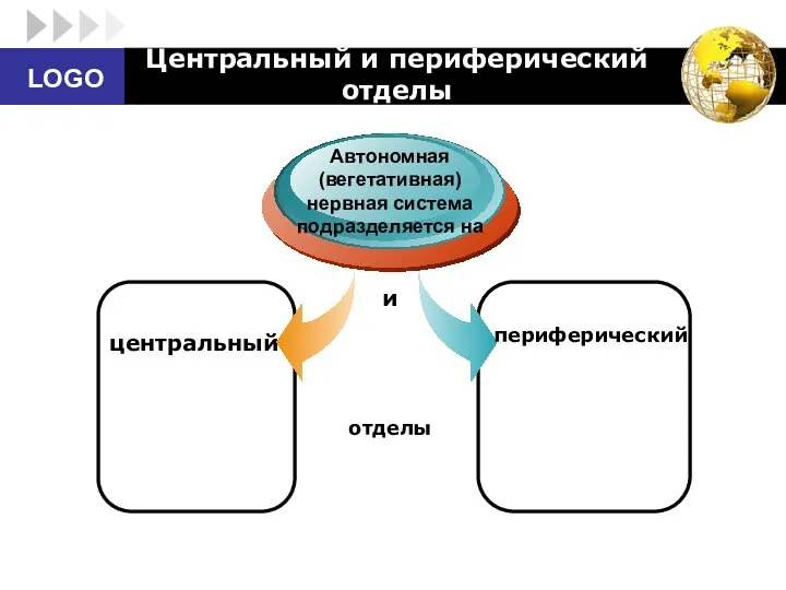 Центральный и периферический отделы центральный Автономная (вегетативная) нервная система подразделяется на периферический отделы и