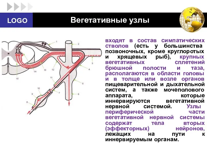 Вегетативные узлы входят в состав симпатических стволов (есть у большинства позвоночных,