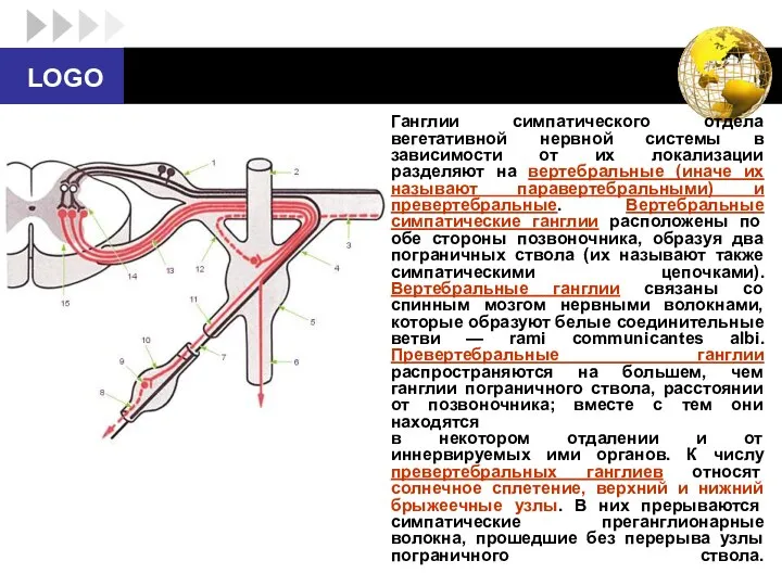 Ганглии симпатического отдела вегетативной нервной системы в зависимости от их локализации