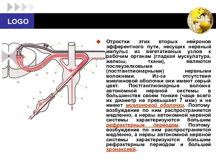 Отростки этих вторых нейронов эфферентного пути, несущих нервный импульс из вегетативных