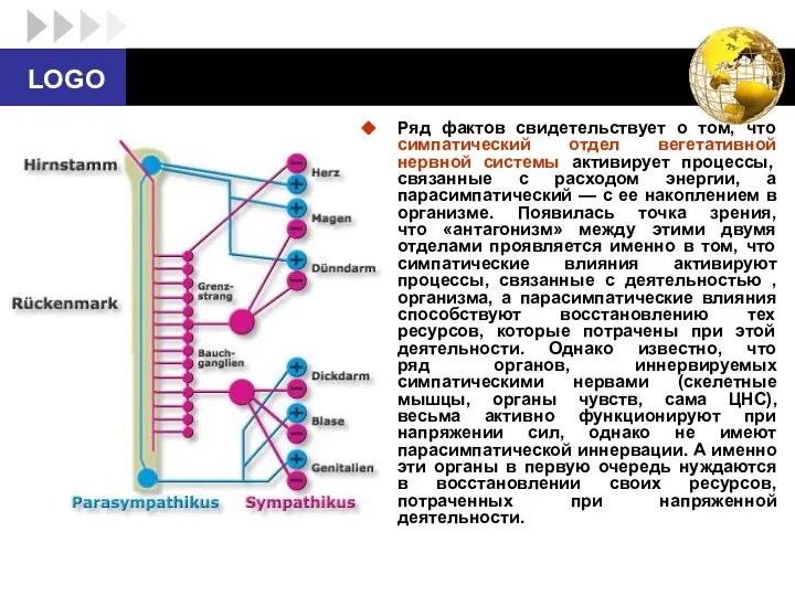 Ряд фактов свидетельствует о том, что симпатический отдел вегетативной нервной системы