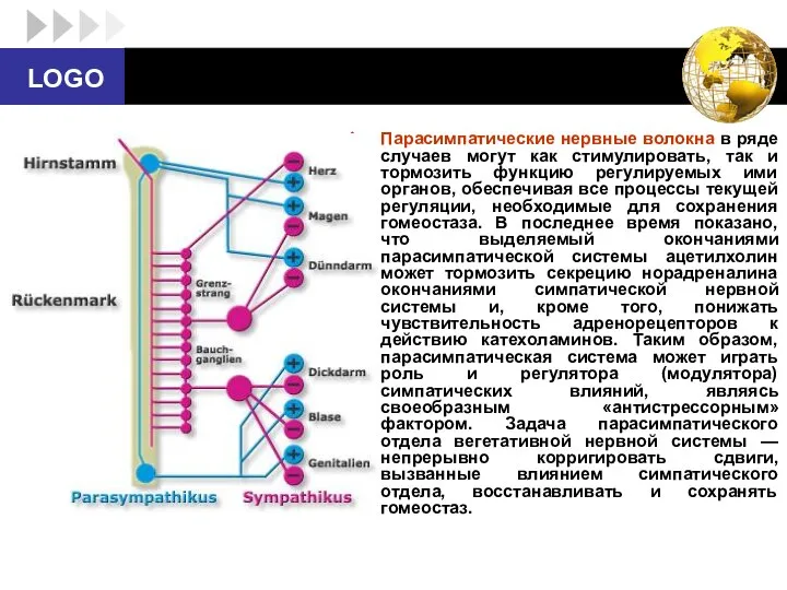 Парасимпатические нервные волокна в ряде случаев могут как стимулировать, так и