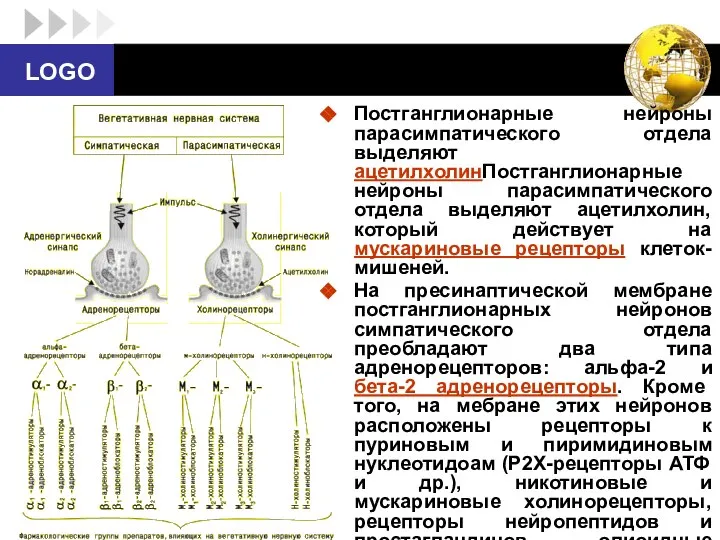 Постганглионарные нейроны парасимпатического отдела выделяют ацетилхолинПостганглионарные нейроны парасимпатического отдела выделяют ацетилхолин,