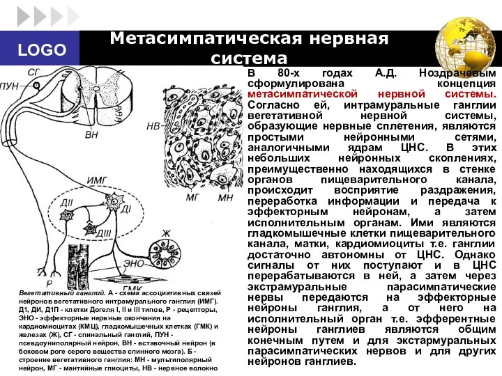 В 80-х годах А.Д. Ноздрачевым сформулирована концепция метасимпатической нервной системы. Согласно