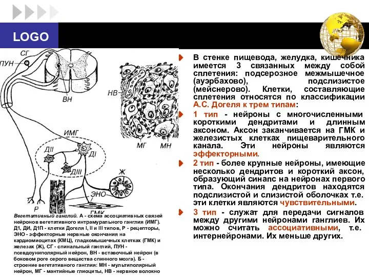 В стенке пищевода, желудка, кишечника имеется 3 связанных между собой сплетения: