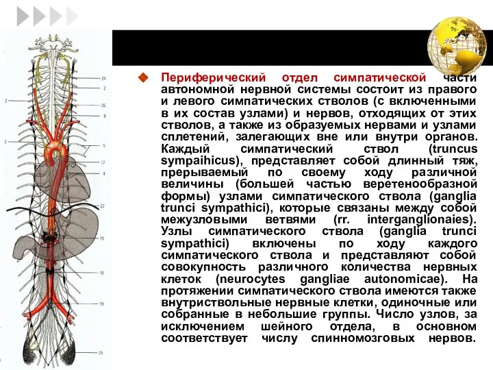 Периферический отдел симпатической части автономной нервной системы состоит из правого и