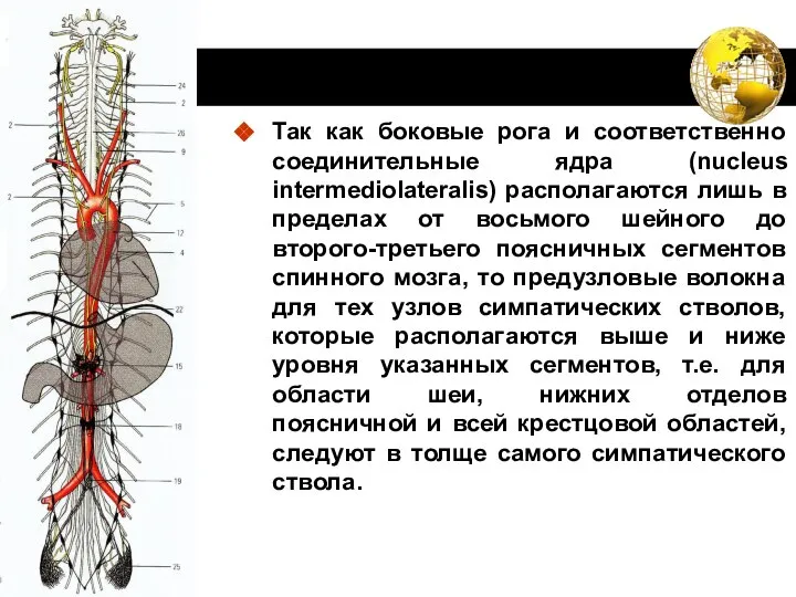 Так как боковые рога и соответственно соединительные ядра (nucleus intermediolateralis) располагаются