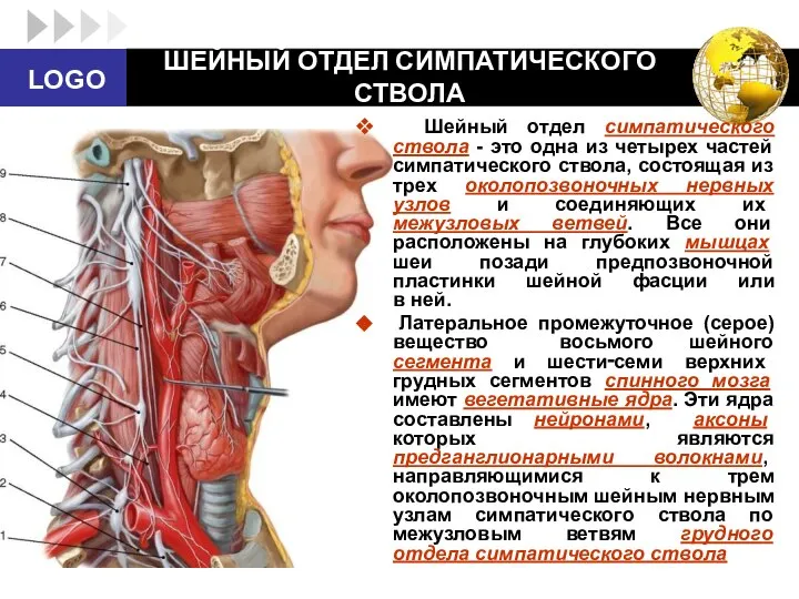 ШЕЙНЫЙ ОТДЕЛ СИМПАТИЧЕСКОГО СТВОЛА Шейный отдел симпатического ствола - это одна