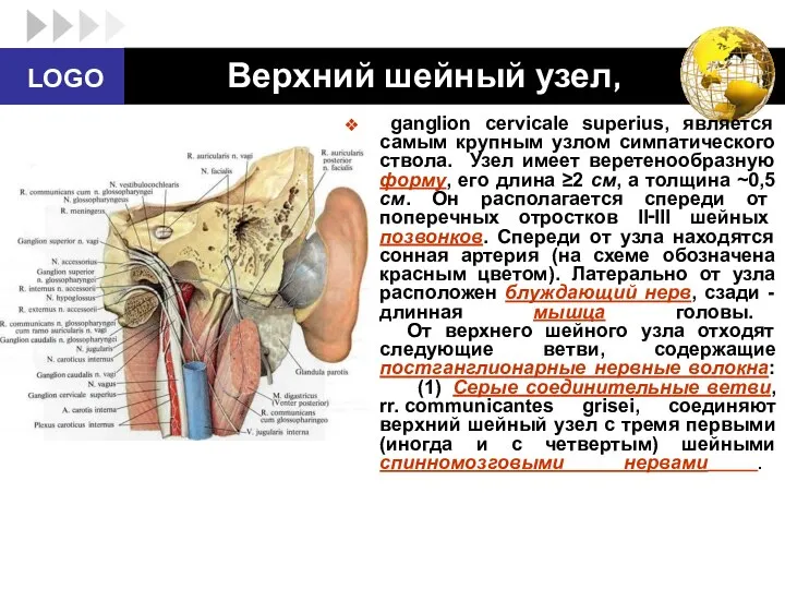 Верхний шейный узел, ganglion cervicale superius, является самым крупным узлом симпатического