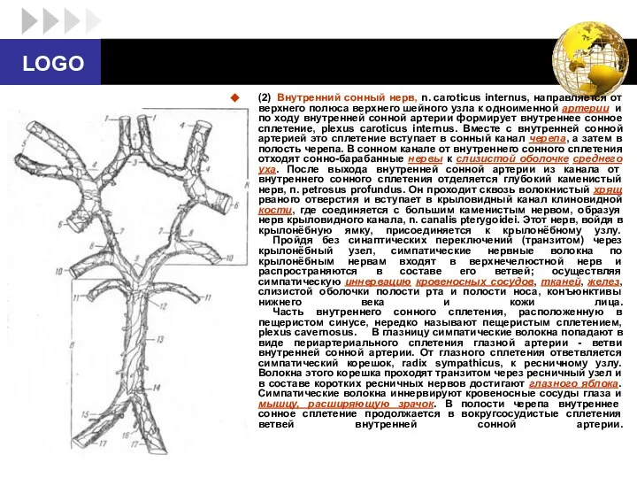(2) Внутренний сонный нерв, n. caroticus internus, направляется от верхнего полюса