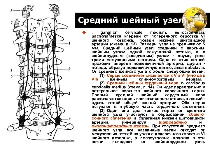 Средний шейный узел , ganglion cervicale medium, непостоянный, располагается кпереди от