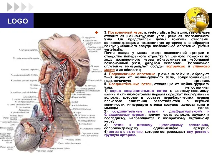 3. Позвоночный нерв, n. vertebralis, в большинстве случаев отходит от шейно-грудного