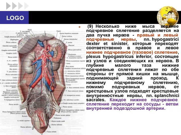 (9) Несколько ниже мыса верхнее подчревное сплетение разделяется на два пучка