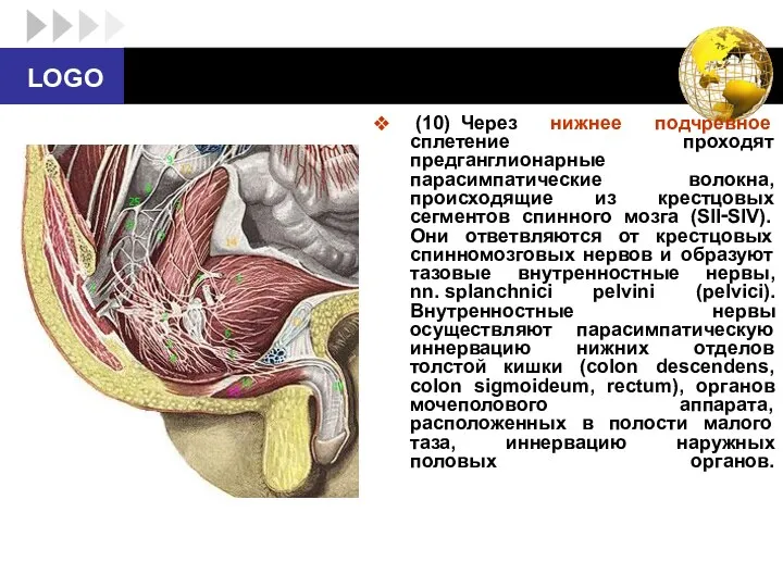 (10) Через нижнее подчревное сплетение проходят предганглионарные парасимпатические волокна, происходящие из