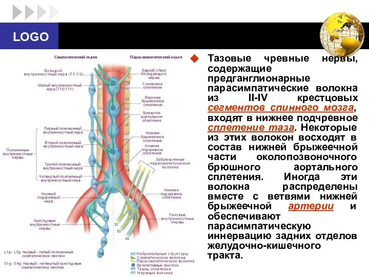 Тазовые чревные нервы, содержащие предганглионарные парасимпатические волокна из II-IV крестцовых сегментов