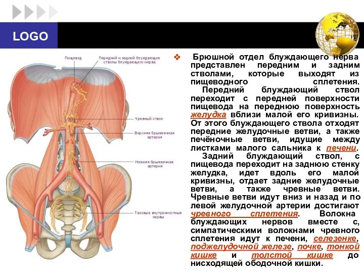 Брюшной отдел блуждающего нерва представлен передним и задним стволами, которые выходят