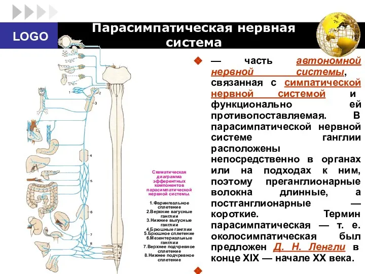 Парасимпатическая нервная система — часть автономной нервной системы, связанная с симпатической