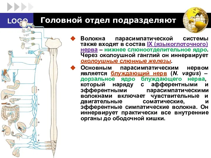 Головной отдел подразделяют Волокна парасимпатической системы также входят в состав IX