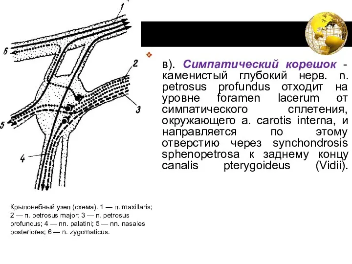 в). Симпатический корешок - каменистый глубокий нерв. n. petrosus profundus отходит