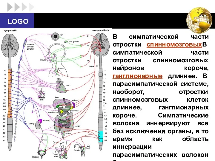 В симпатической части отростки спинномозговыхВ симпатической части отростки спинномозговых нейронов короче,