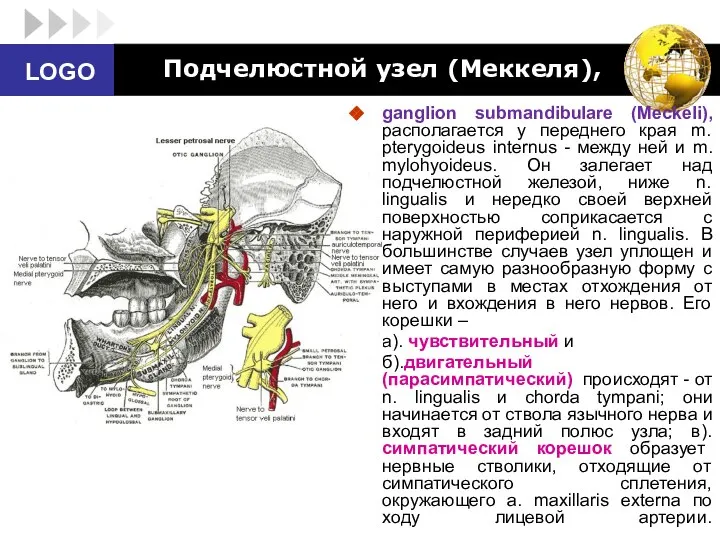 Подчелюстной узел (Меккеля), ganglion submandibulare (Meckeli), располагается у переднего края m.