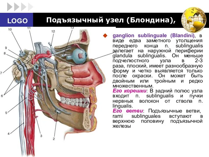 Подъязычный узел (Блондина), ganglion sublinguale (Blandini), в виде едва заметного утолщения