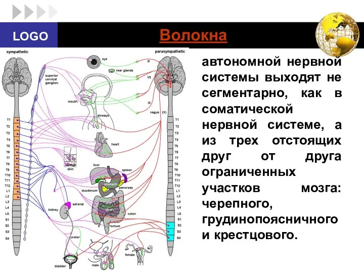 Волокна автономной нервной системы выходят не сегментарно, как в соматической нервной