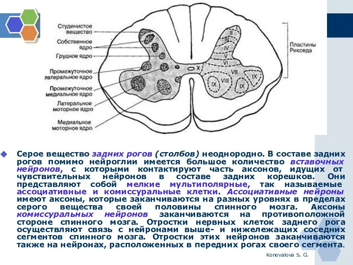 Konovalova S. G. Серое вещество задних рогов (столбов) неоднородно. В составе