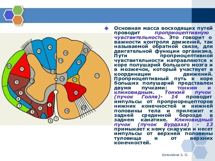 Konovalova S. G. Основная масса восходящих путей проводит проприоцептивную чувствительность. Это