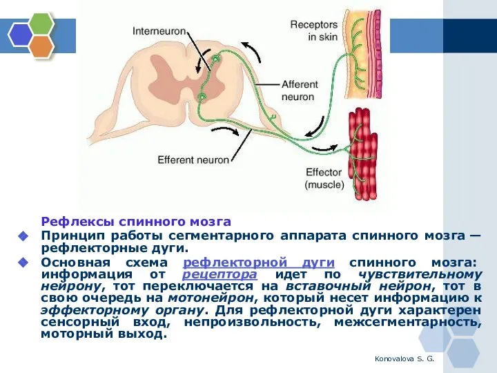 Konovalova S. G. Рефлексы спинного мозга Принцип работы сегментарного аппарата спинного