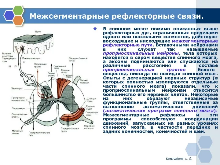 Konovalova S. G. Межсегментарные рефлекторные связи. В спинном мозге помимо описанных