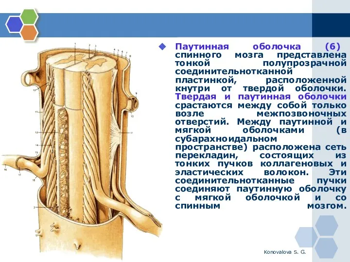 Konovalova S. G. Паутинная оболочка (6) спинного мозга представлена тонкой полупрозрачной