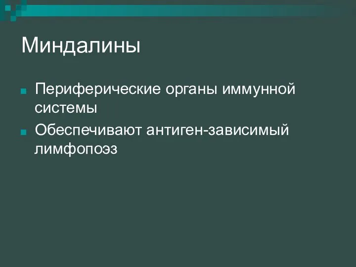 Миндалины Периферические органы иммунной системы Обеспечивают антиген-зависимый лимфопоэз