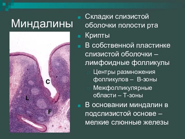 Миндалины Складки слизистой оболочки полости рта Крипты В собственной пластинке слизистой