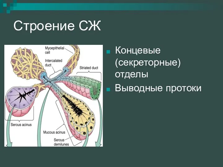 Строение СЖ Концевые (секреторные) отделы Выводные протоки